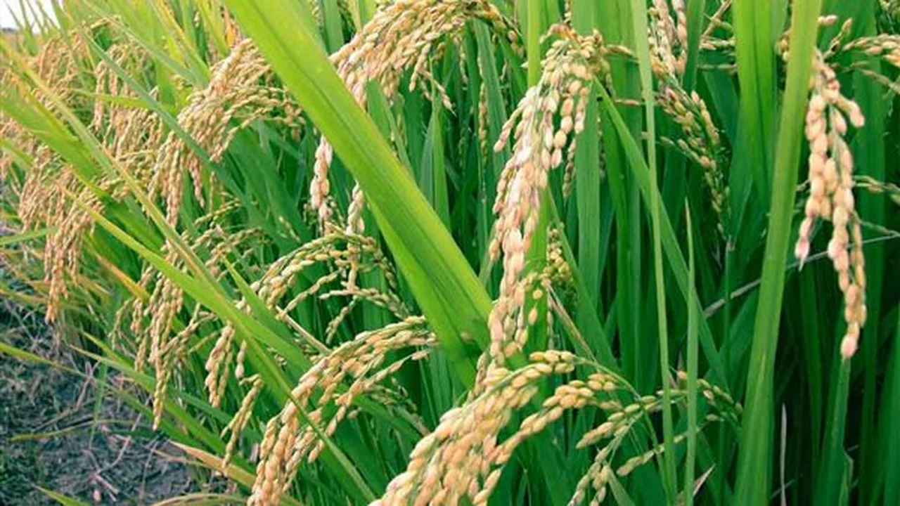 تراجع كبير سعر طن الأرز الشعير في الأسواق العالمية